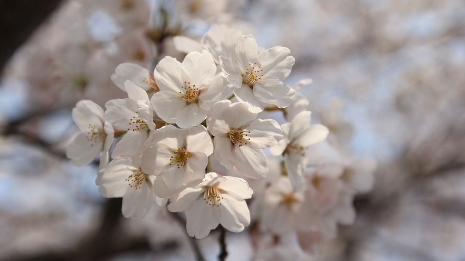 Festival dei fiori di ciliegio