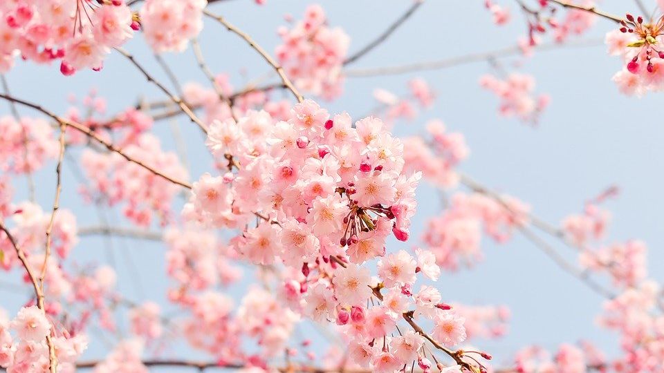 Jinhae Gunhangje Ciliegi in Corea