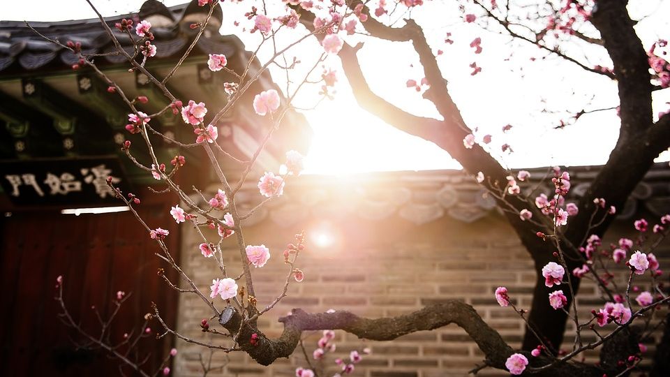 Fiori in Corea del Sud, giardino